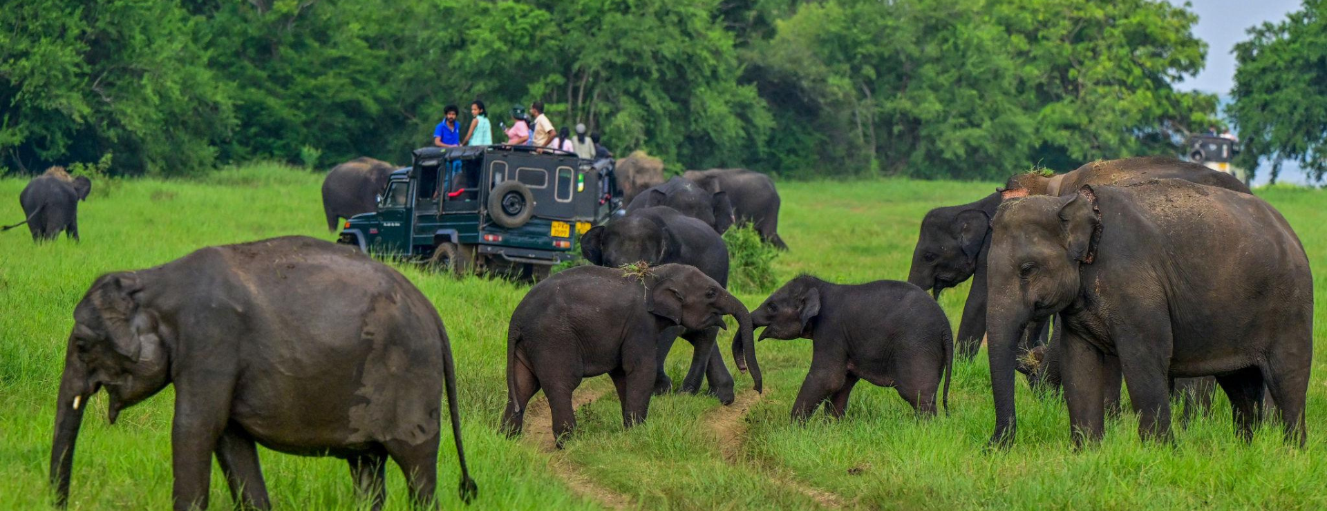 SRI LANKA WILDLIFE ELEPHANT